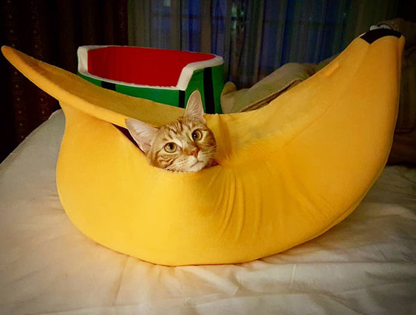 Cute Banana Cat House PN4927